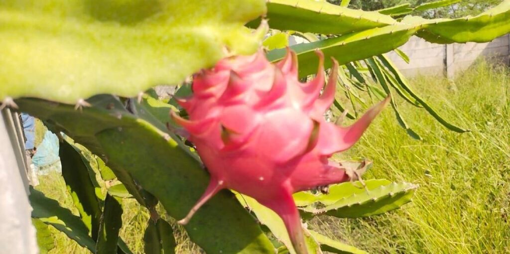 Dragon fruit