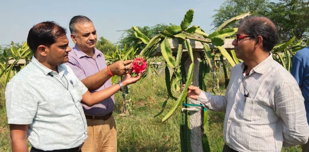 dragon fruit