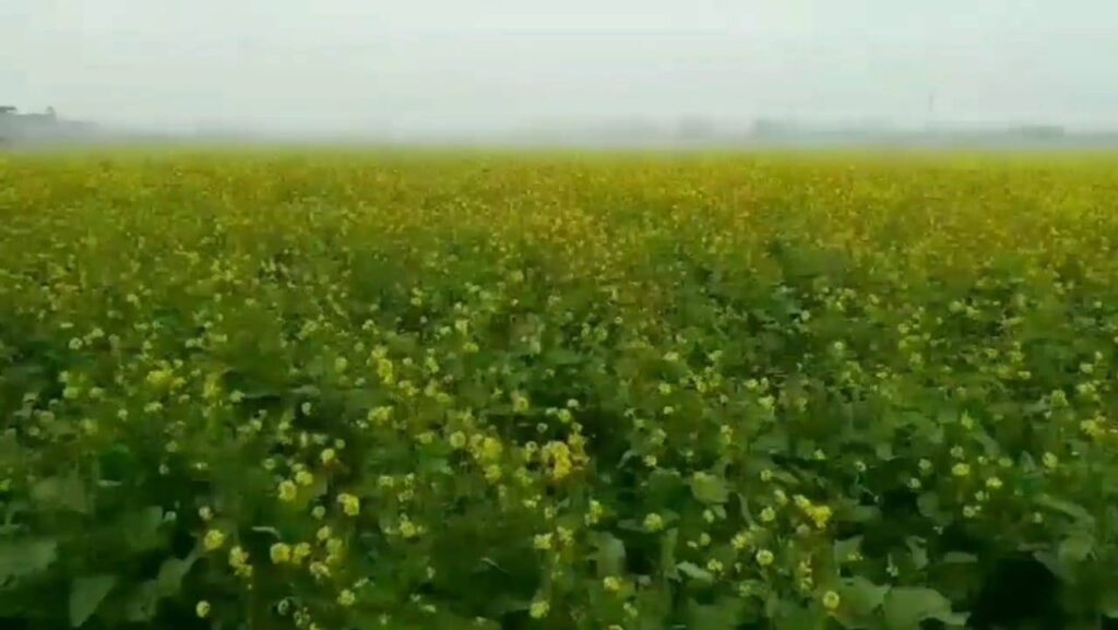 new varieties of mustard