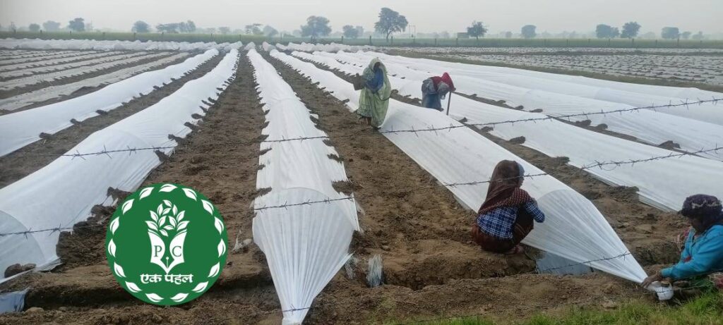 Watermelon cultivation