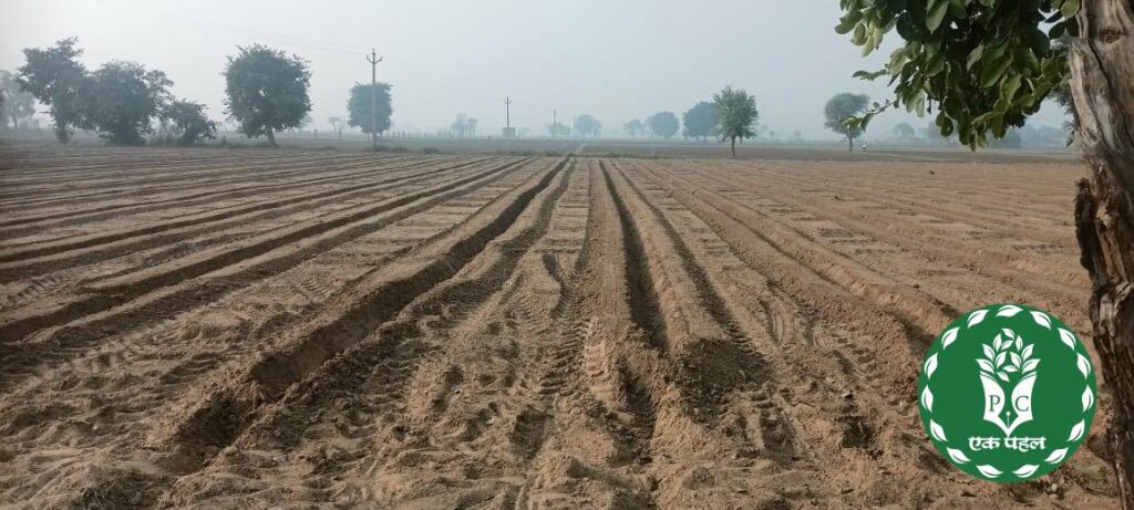 Watermelon cultivation