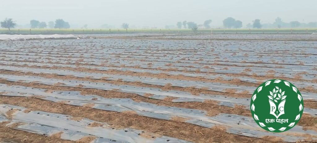 Watermelon cultivation