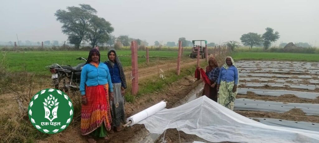 Watermelon cultivation